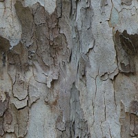текстура коры дерева