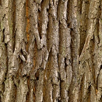 Бесшовные текстуры коры дерева